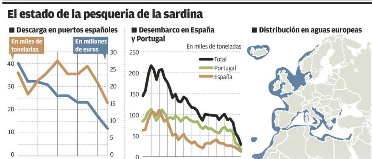 Los científicos ven difícil la recuperación a medio plazo de la población de sardina