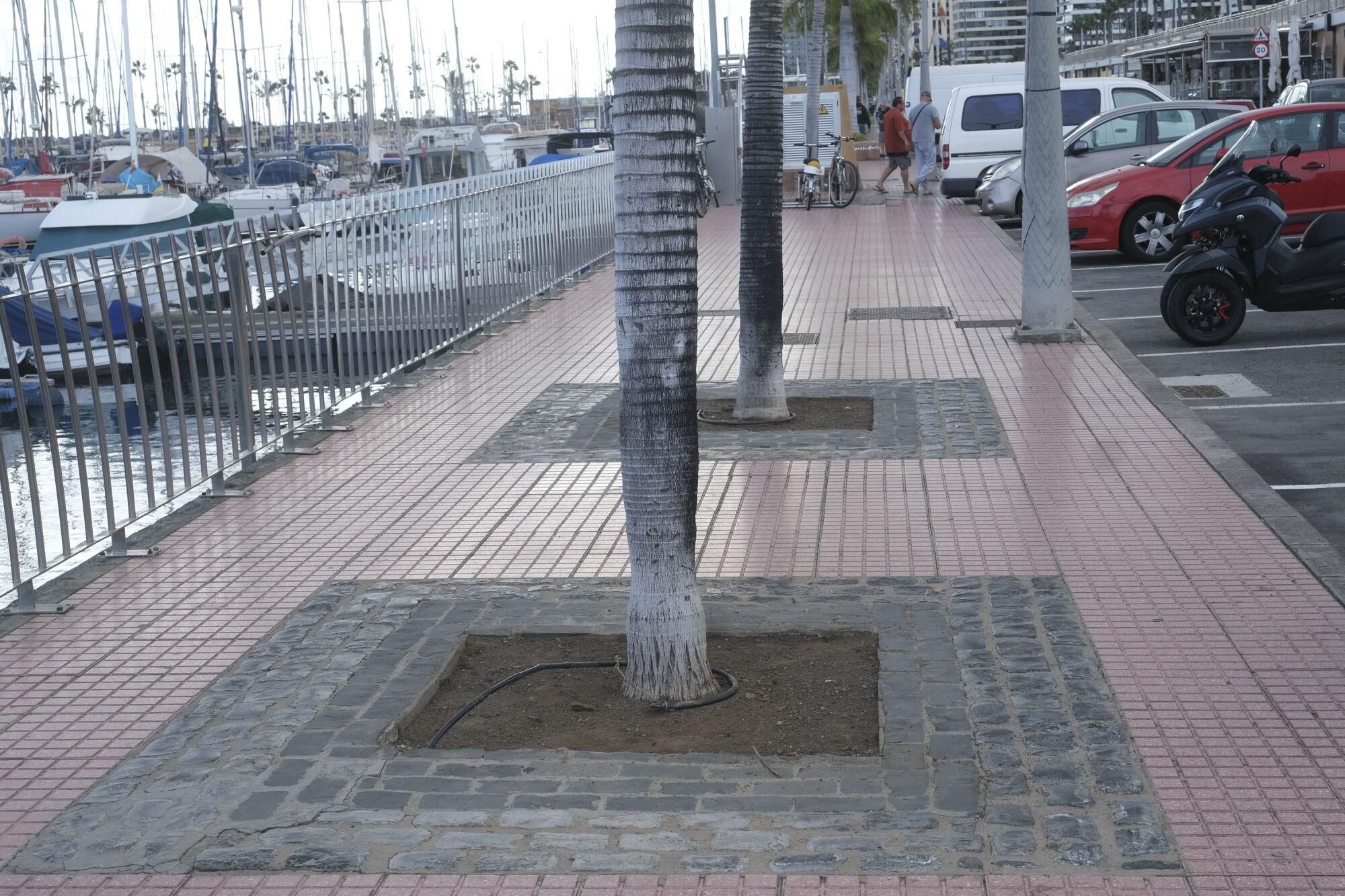 Alcorques de las palmeras de Joaquín Blanco Torrent.