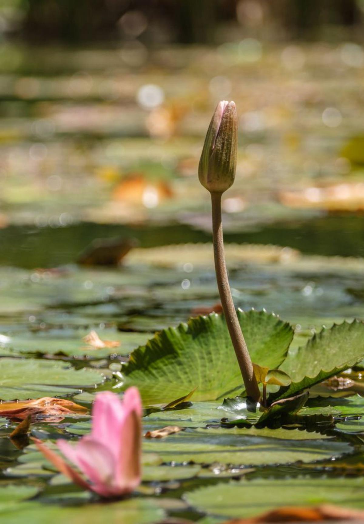 La vida secreta de las plantas