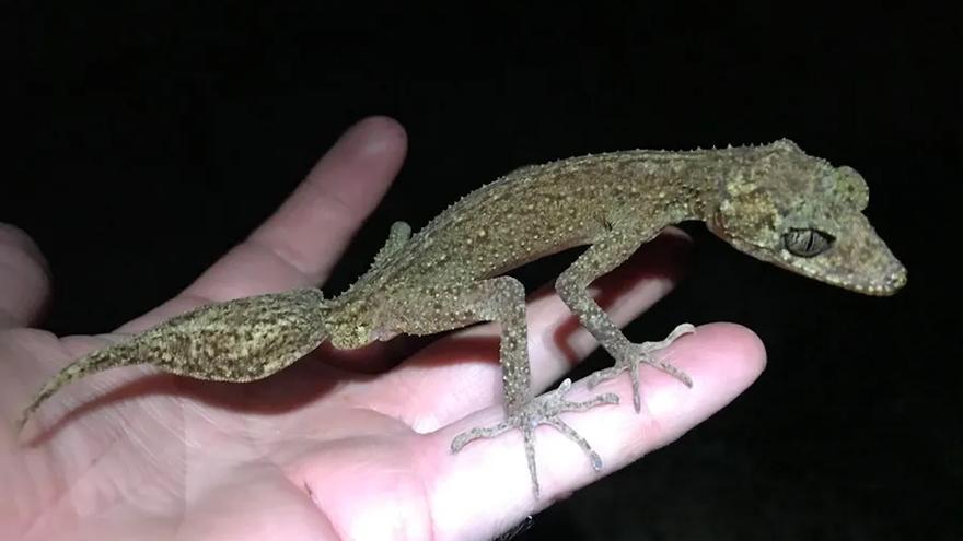 Los geckos entusiasman a los científicos: ¿son los animales más fascinantes del mundo?