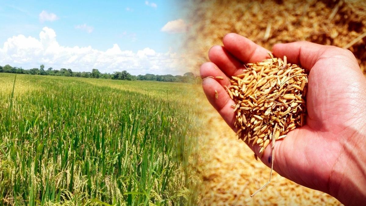 El arroz paddy suele llevar cáscara