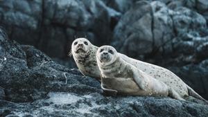 Dos ejemplares de foca en la Columbia Británica (Canadá).