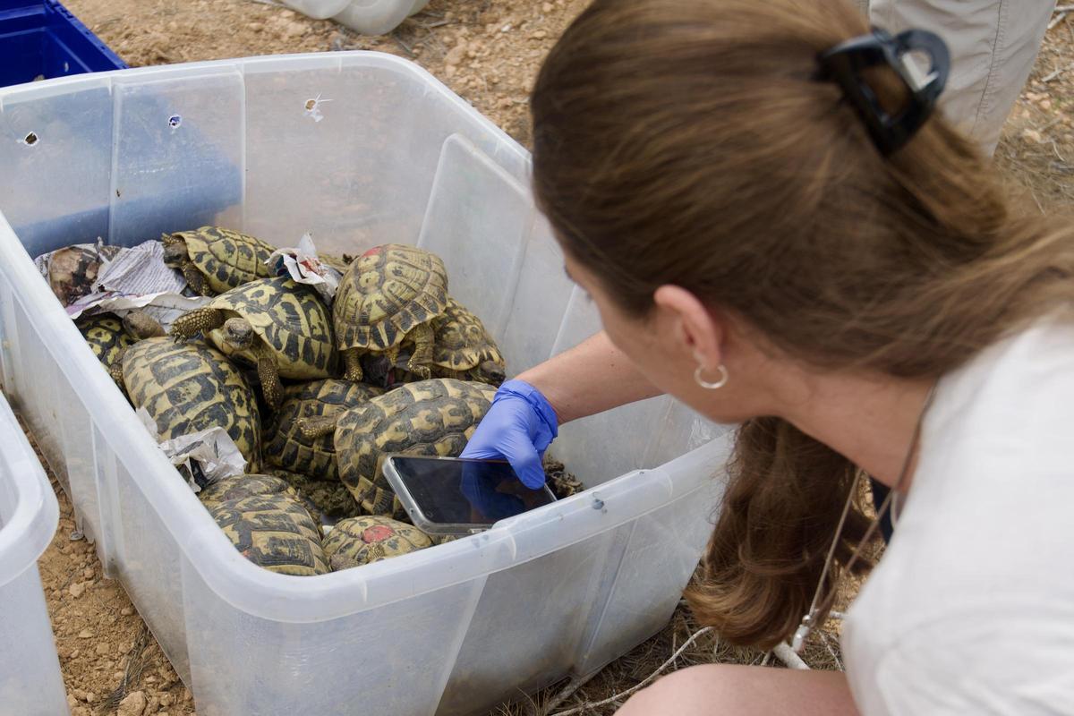 Voluntarios liberan ejemplares de tortuga mediterránea en la cuenca del río Gaià