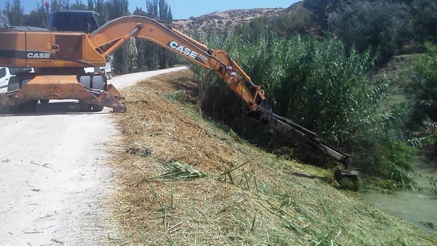 Limpian 30 kilómetros de cañas del Segura