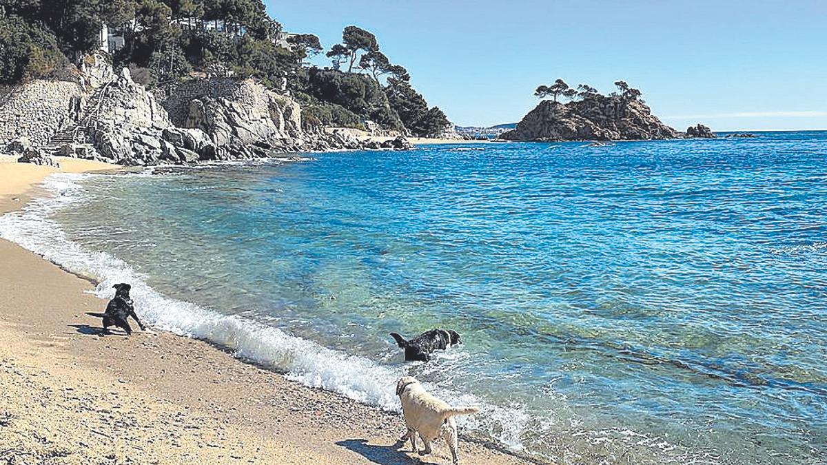 Gossos a la cala Belladona, en una imatge d’arxiu.