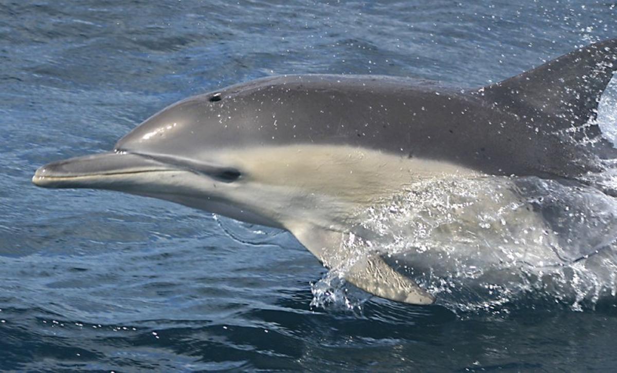 Ejemplar de delfín mular