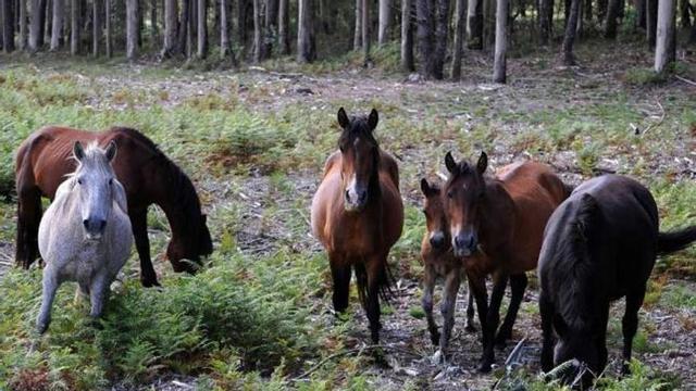 Los caballos mostrencos vuelven a generar polémica en el Castrove.  // Iñaki Abella