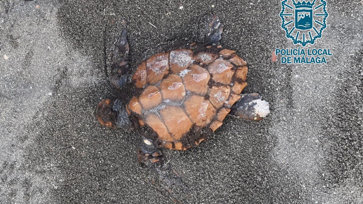 La tortuga encontrada en la arena de una playa de Málaga.