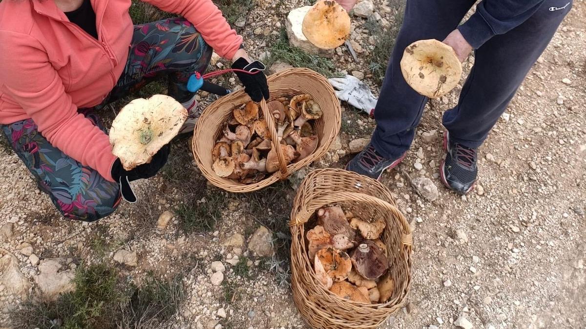 Recolección de pebrazos en la Sierra de Enguera.