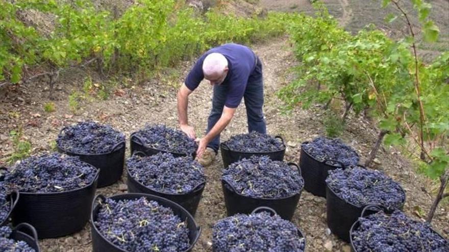 La vendimia 2018 se espera muy buena