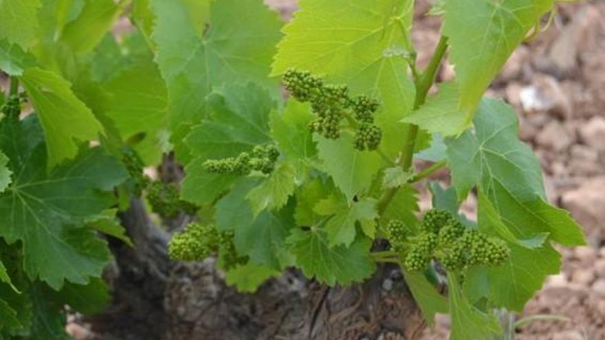 La DO Calatayud pone en marcha concurso de relatos cortos vinculados al vino