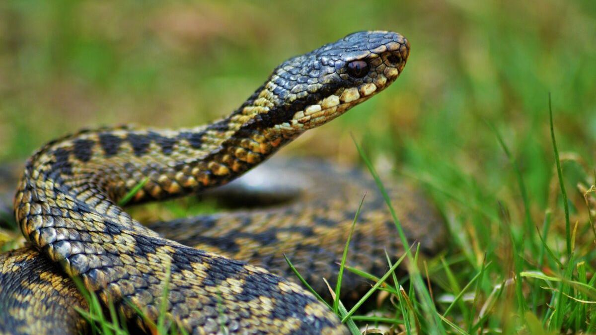 Hoy es el Día Mundial de las Serpiente: ¿Qué hacer si nos encontramos con una?