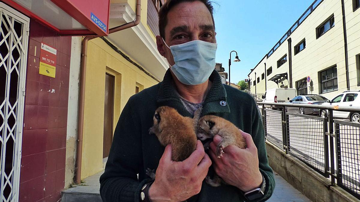 “Sasha” y “Zar”, los linces de Cangas del Narcea, son padres de tres cachorros