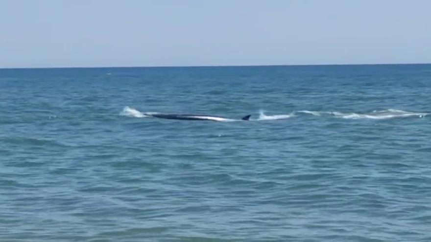 Una orca sorprende a los bañistas en La Antilla