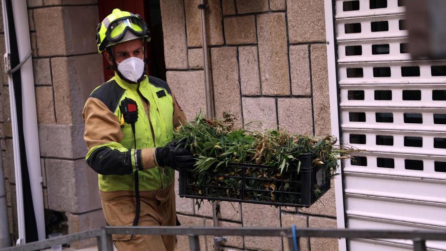 Crimen de Vilaxoán: así se desmantela una plantación de marihuana
