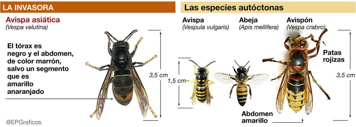 avispa-asiatica-en-espana