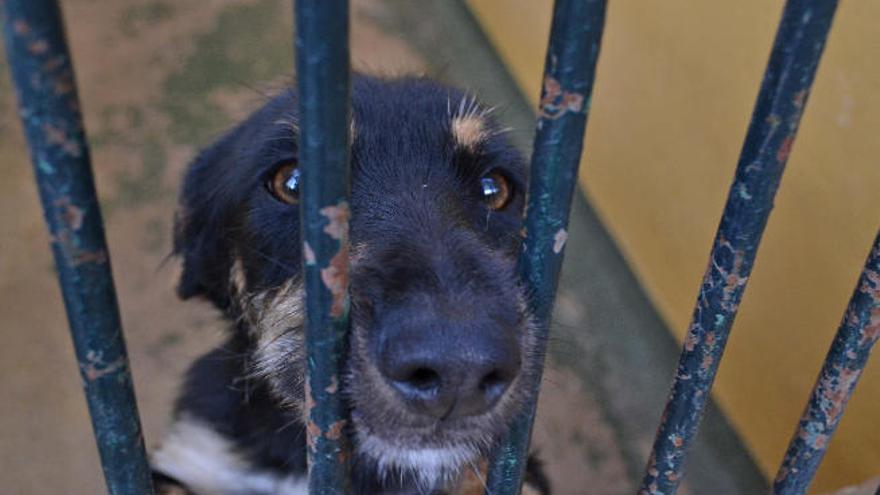 8.400 firmas para pedir a Cort que no sacrifiquen más perros