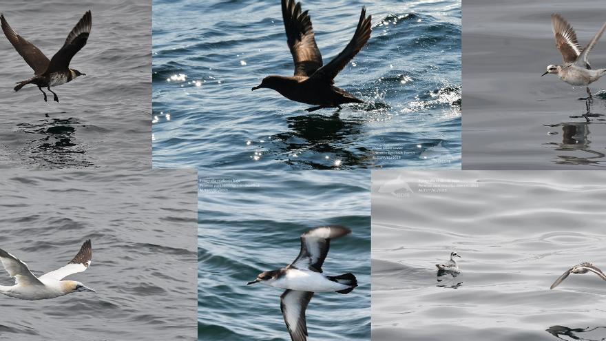 Las aves pelágicas fotografiadas en las expediciones realizadas por el centro de investigación grovense.