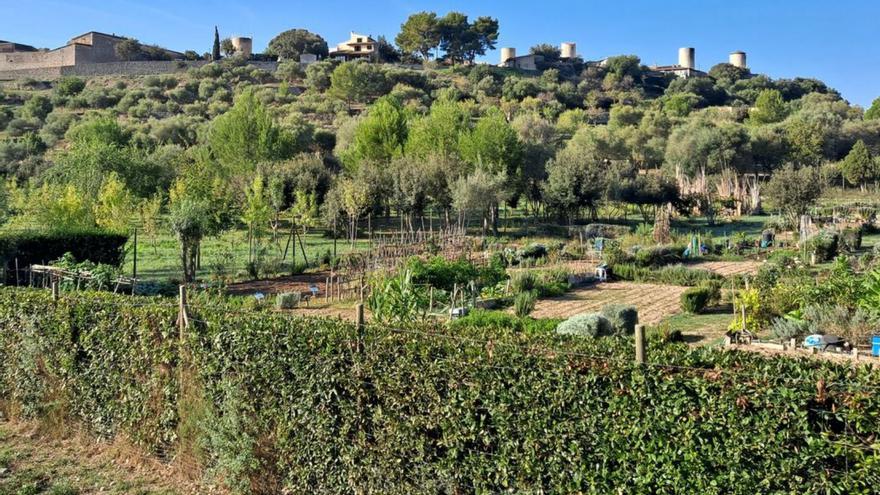 Gärtnern und Auszeit statt Stadttrubel: So kommen Sie an einen Schrebergarten auf Mallorca