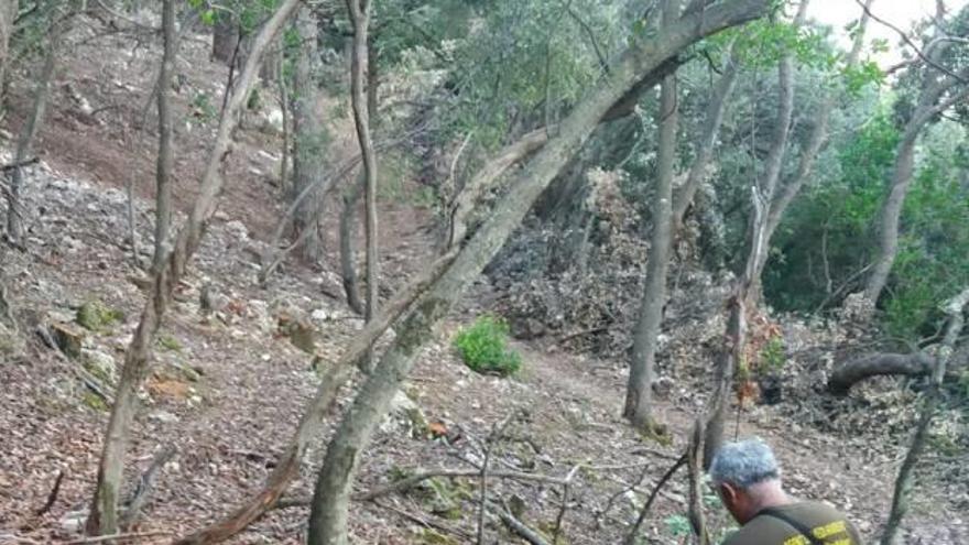 Un agente de Medio Ambiente cuenta las encinas taladas.