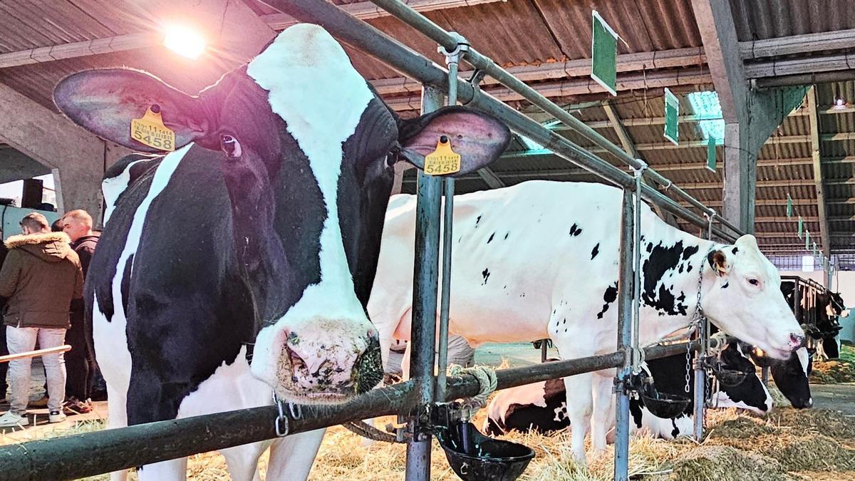 PRECIO VACAS GALICIA | El precio de las vacas de leche sube en Galicia como el petróleo: 3.500 euros de media la subasta de Chantada