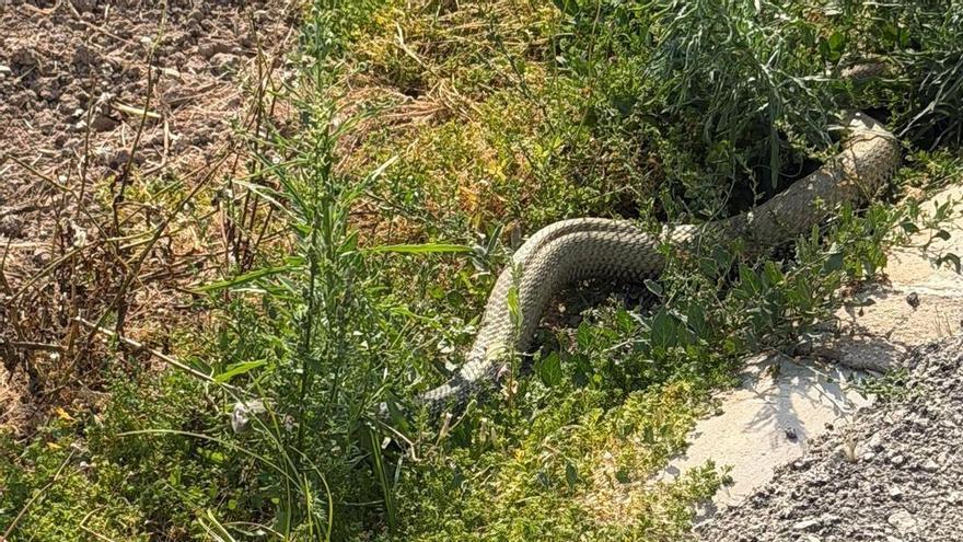 ¿Cuál es la serpiente de gran tamaño que ha puesto en guardia a los vecinos de Desamparados en Orihuela?