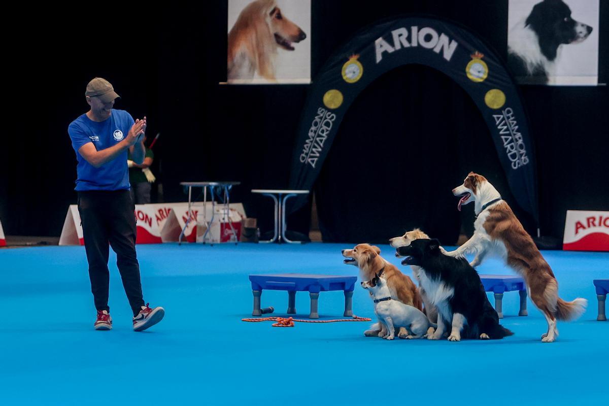 Mad Dog Show: fiebre por los perros en Madrid