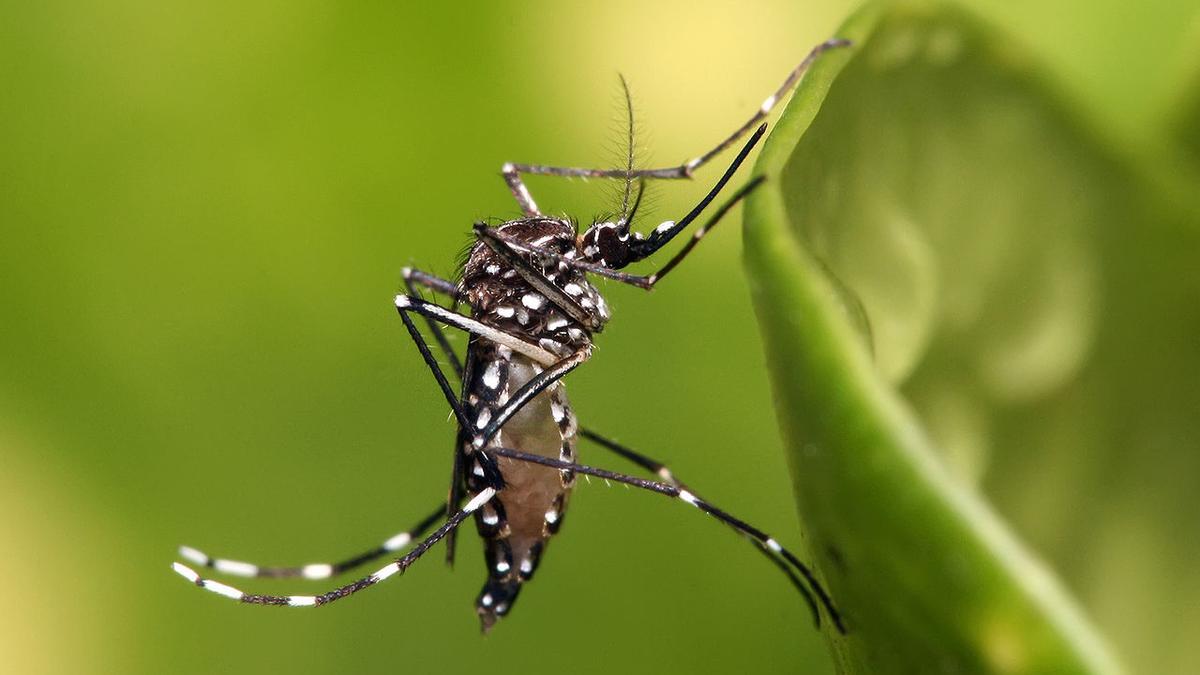 Mosquito Aedes aegypti adulto.