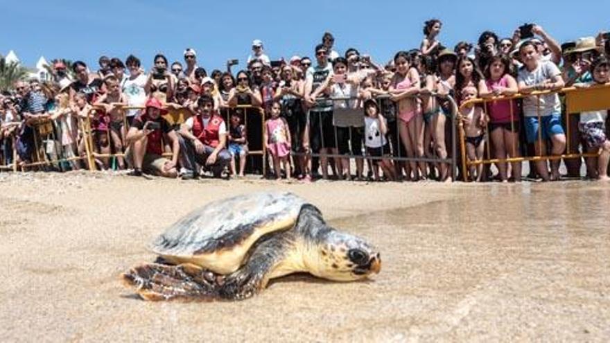 La costa de la provincia alberga dos zonas de reproducción de tortugas boba