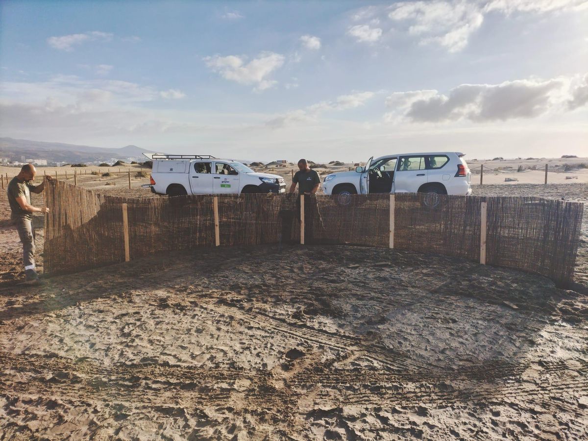 Técnicos de Gesplan instalan captadores de arena en Playa del Inglés.