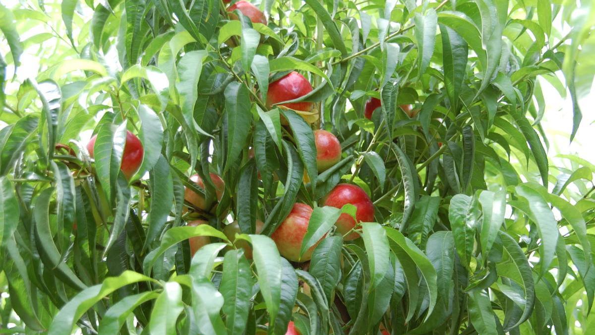 La mala climatología provoca un descenso del 31% en la cosecha de fruta de verano