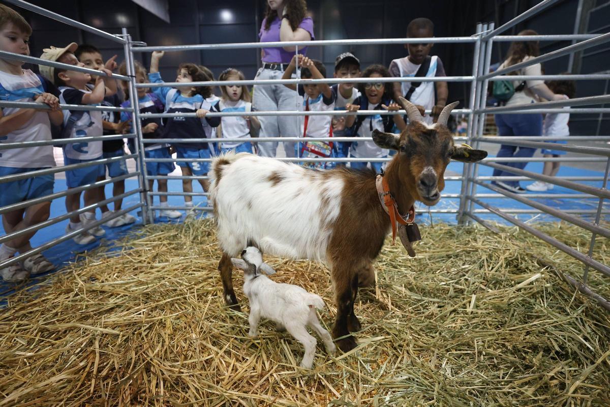 Los más pequeños disfrutan de un anticipo de la feria de San Antonio en Gijón (en imágenes) Los más pequeños disfrutan de un anticipo de la feria de San Antonio en Gijón (en imágenes)