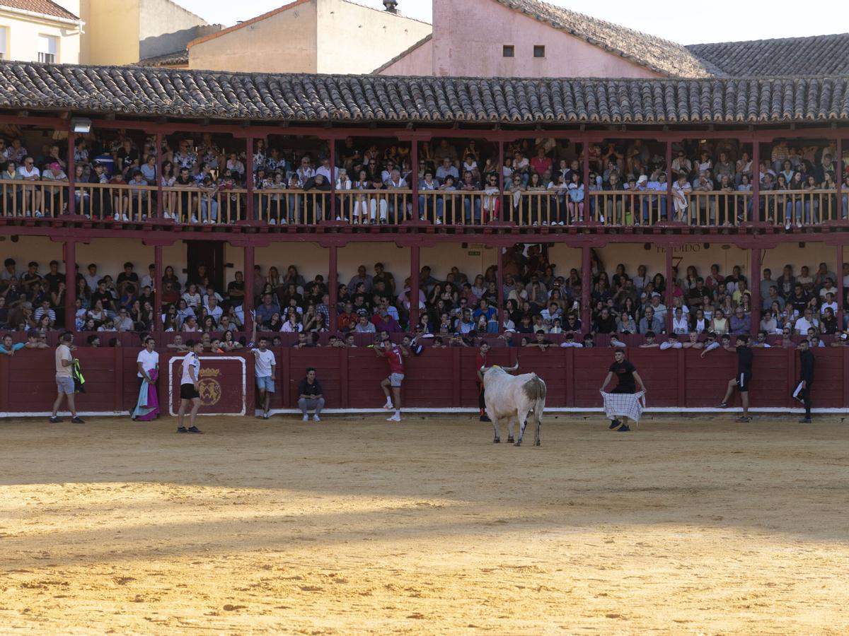 Toro del Cajón, San Agustín 2026