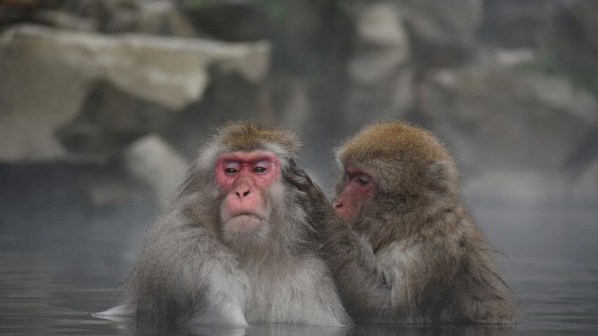 Los animales sociales tienen vidas más largas, según distintos estudios.