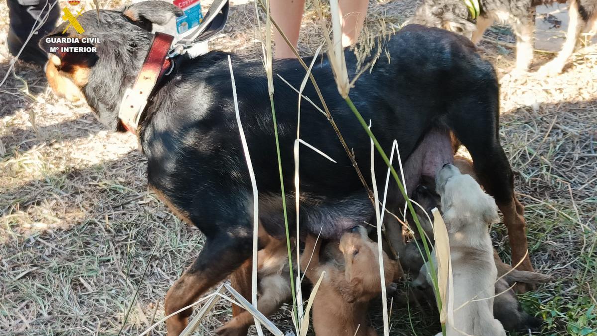 La perra abandonada junto a sus cachorros