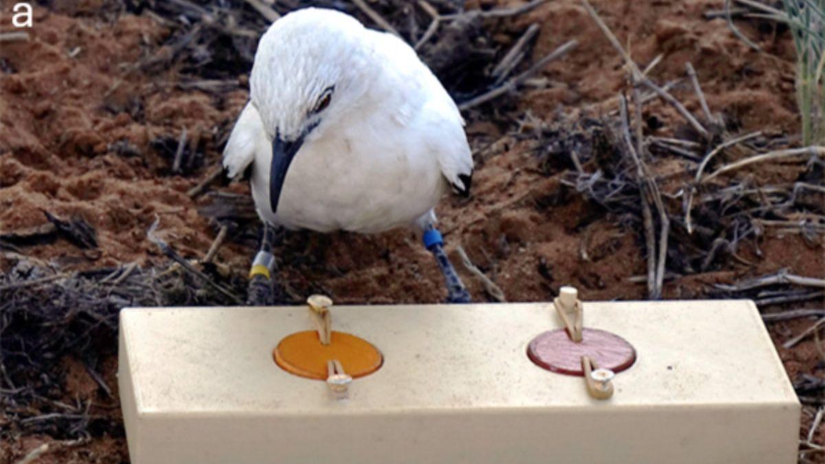 Un turdoide bicolor salvaje examina un artilugio que contiene un sabroso gusano de la harina debajo de una de las dos tapas. Las aves pueden aprender a asociar una tapa de un tono de color concreto con el gusano de la harina, pero cuando hace mucho calor, les lleva mucho más tiempo hacerlo.
