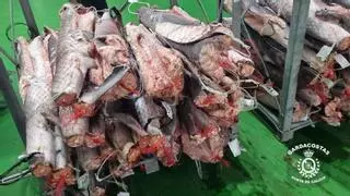 Decomisan 25 toneladas de tiburón congelado en un almacén frigorífico de Vigo