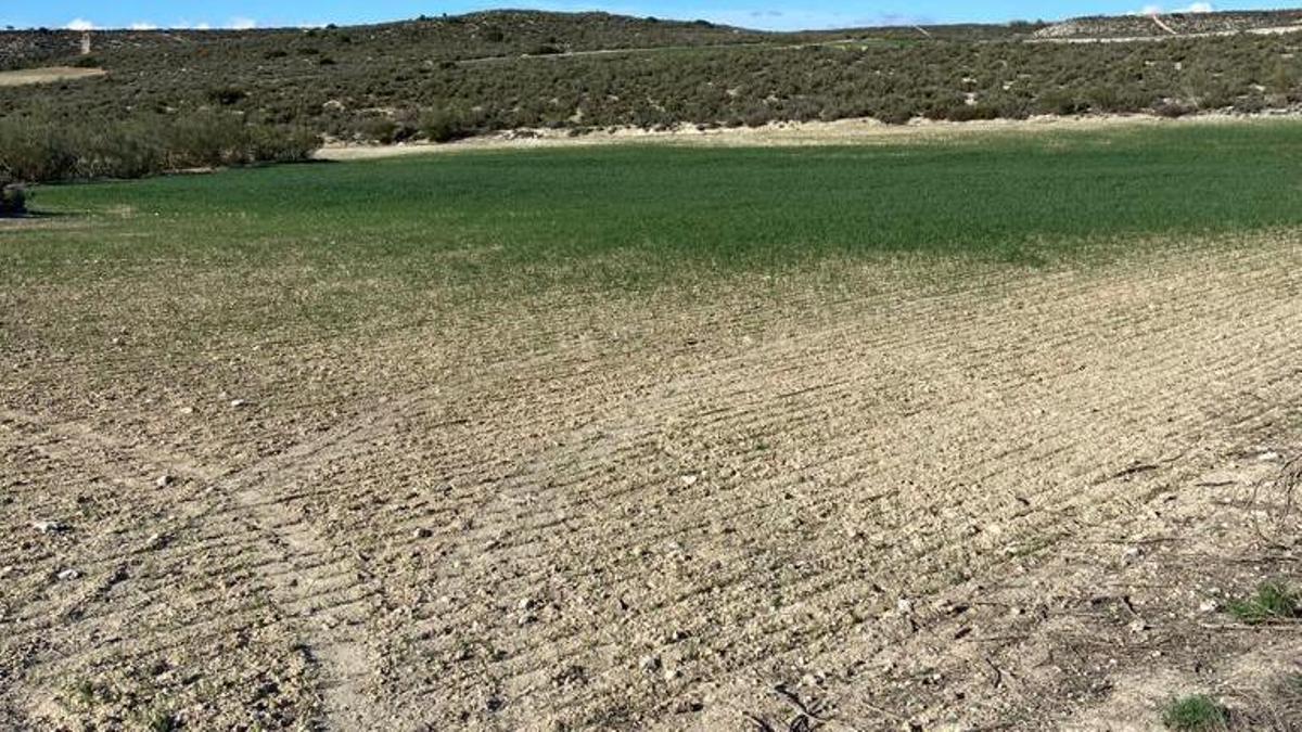 Daños provocados por la plaga de conejos en un campo de cereal de Zuera (Zaragoza).