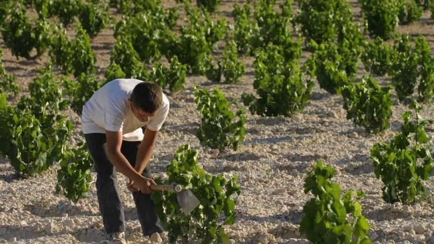 Los cultivos de la uva de la Región se van a resentir con los efectos del cambio climático.