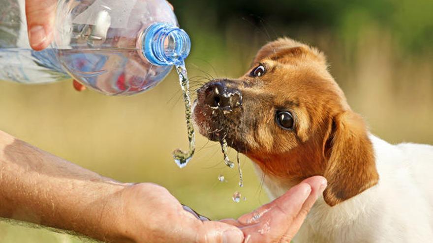 Los animales son más vulnerables al calor