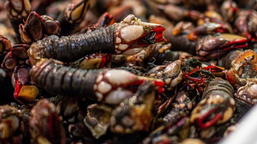 Percebes.