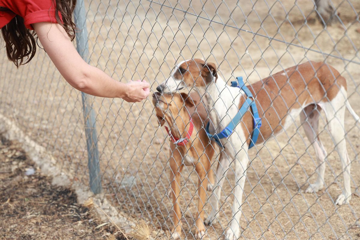 Fotogalería | Así es el nuevo albergue para animales de Cáceres
