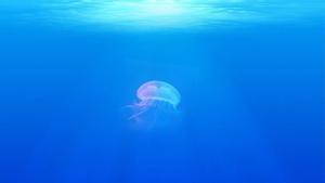Lo que debes hacer (y debes evitar) si te pica una medusa