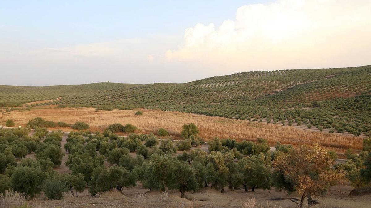 La Laguna de Jarata se sitúa entre los términos municipales de Montilla y Montalbán.