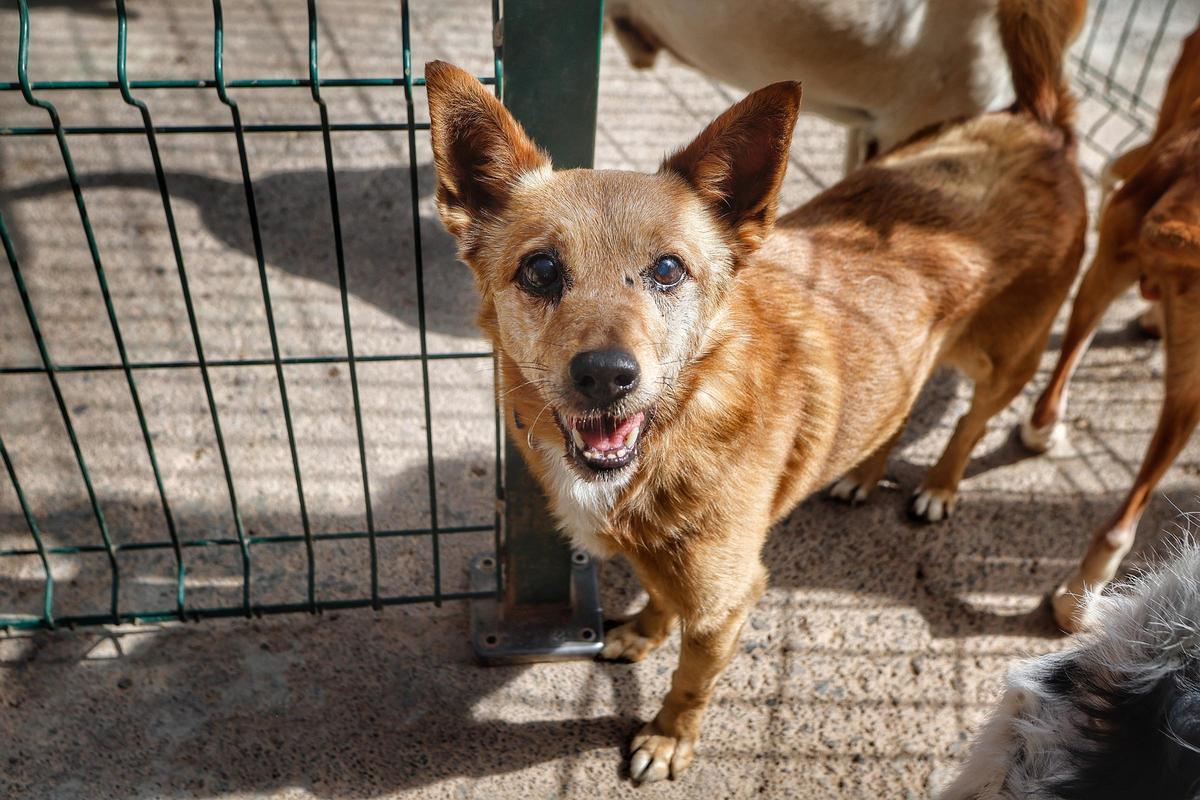 Un perro abandonado a la espera de dueño en un refugio de Tenerife