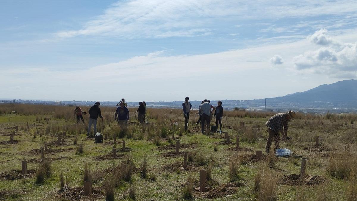 Una imagen de la plantación de árboles por parte del concesionario Yamaha MotoCenter de Málaga.