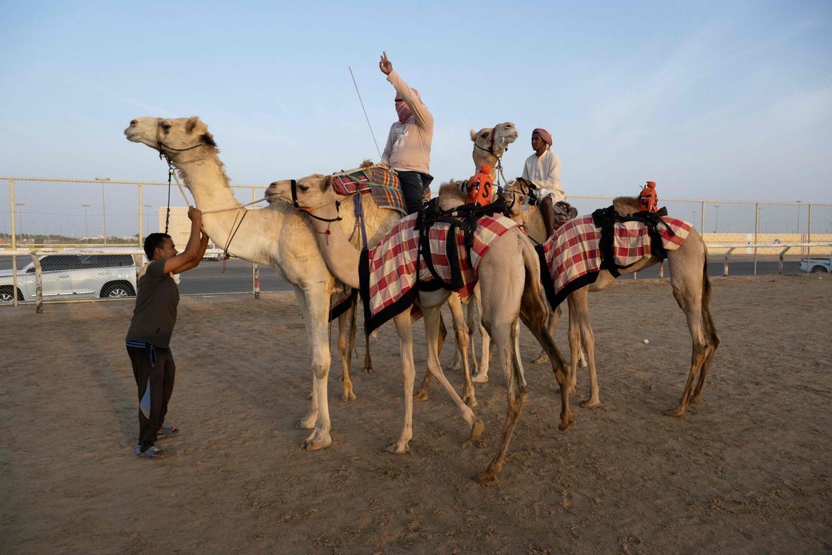 Carrera de camellos con jinetes-robot en Al Sheehaniya (Doha).