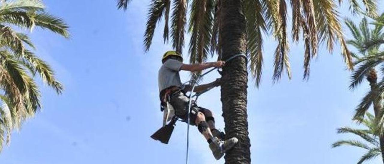 Un palmerero podando un ejemplar en Elche