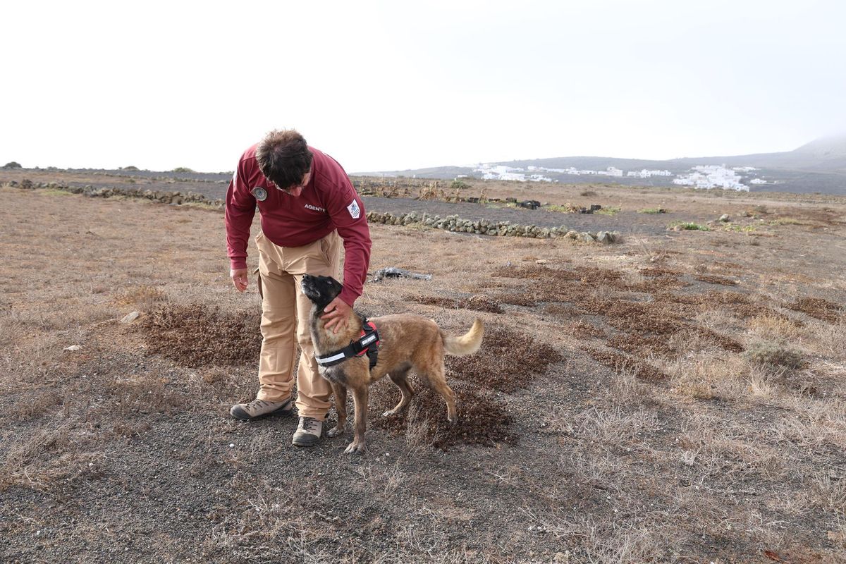 La unidad canina de Gran Canaria refuerza la investigación por los casos de envenenamiento animal en el municipio de Haría.