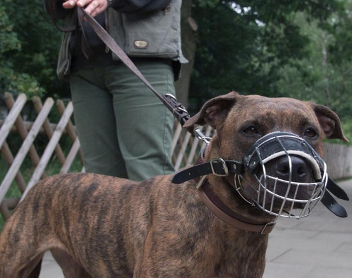 Un pitbull amb corretja i morrió.